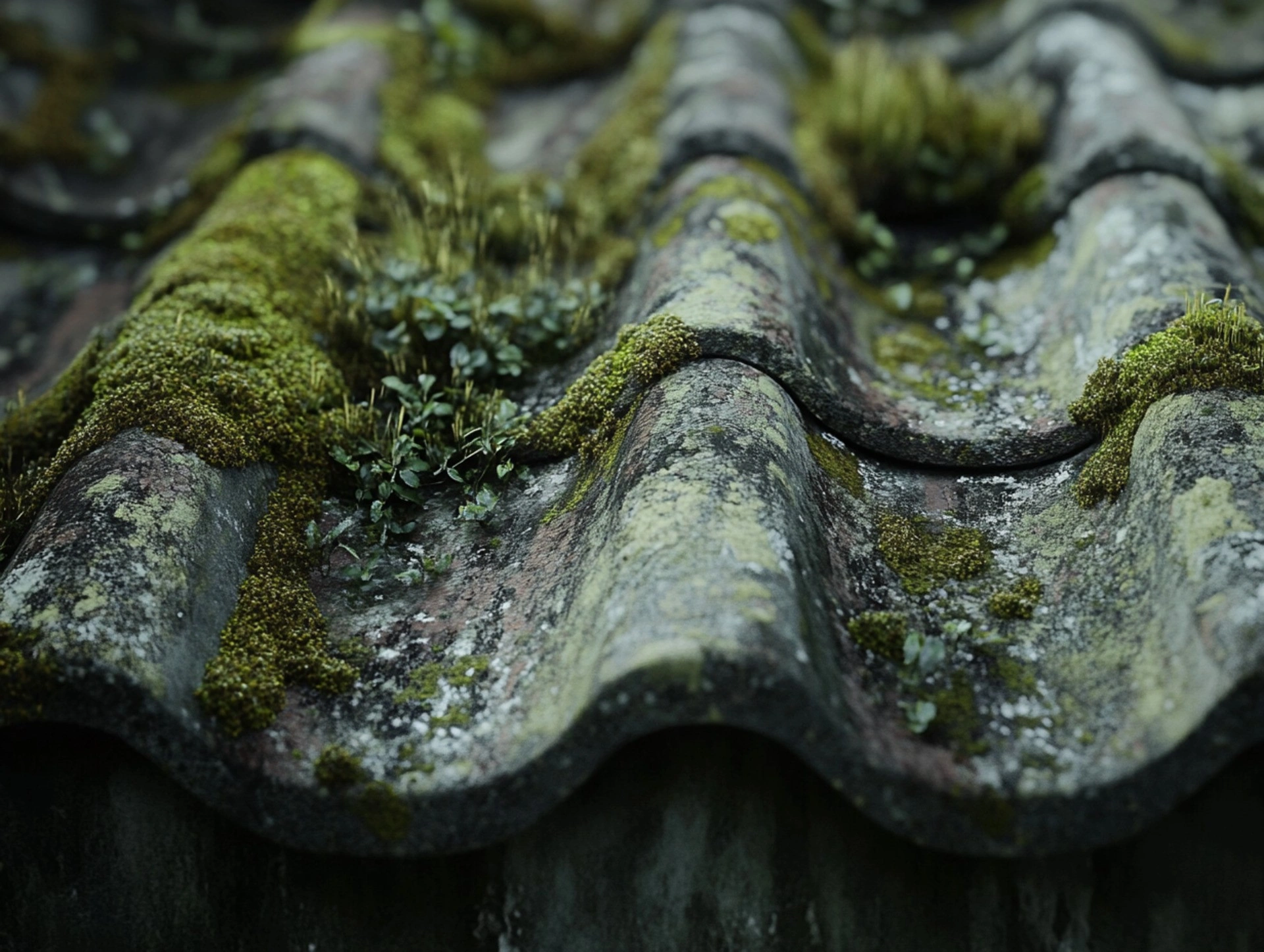 Algae and Moss remove from your home Roof